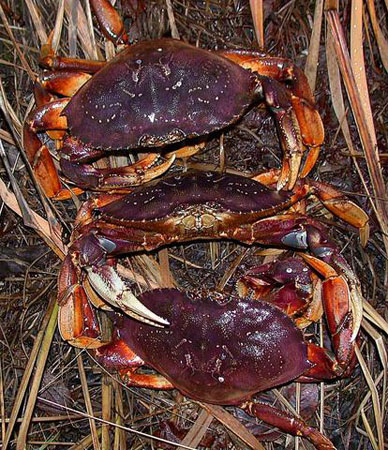 Photo of a Dungeness Crab