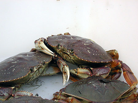 Photo of a Dungeness Crab