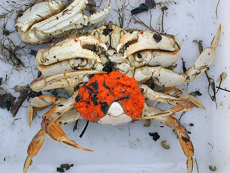 Photo of a Dungeness Crab