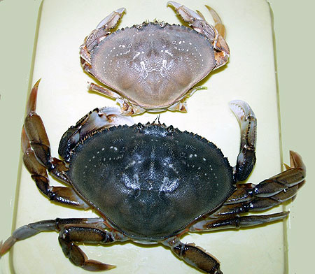 Photo of a Dungeness Crab