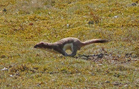 Photo of a Ermine