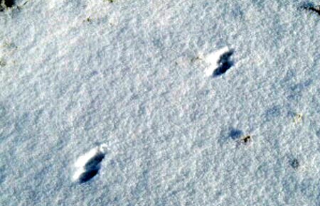 Image of Ermine tracks