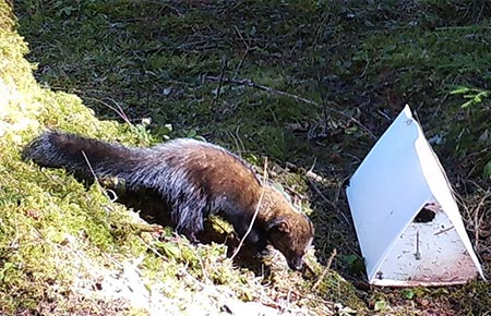 Photo of a Fisher