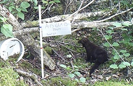 Photo of a Fisher