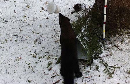 Photo of a Fisher