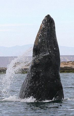 Photo of a Gray Whale