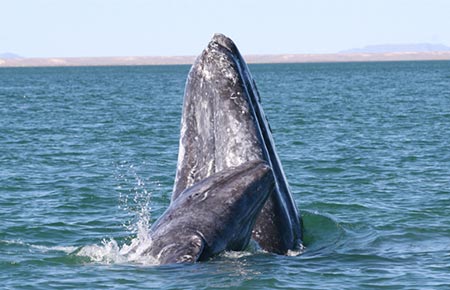 Photo of a Gray Whale