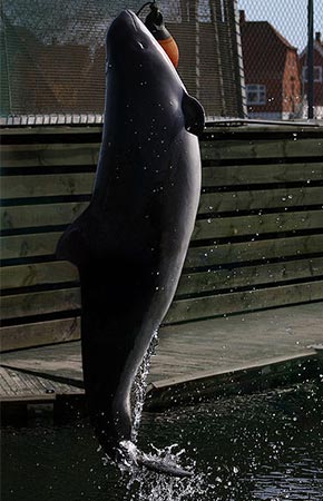 Photo of a Harbor Porpoise