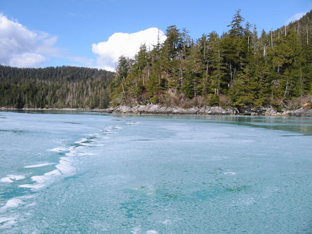 Photo of a Pacific Herring