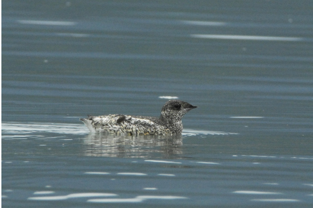 Photo of a Kittlitz's Murrelet