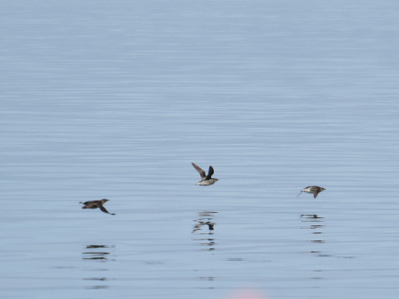 Photo of a Kittlitz's Murrelet