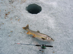 Photo of a Lake Trout