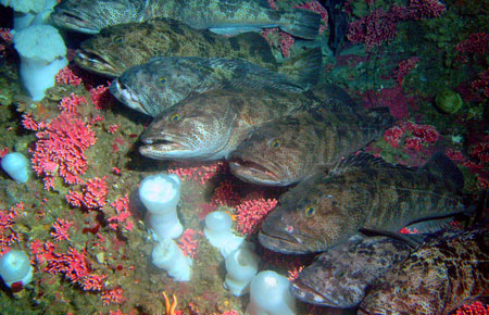 Photo of a Lingcod