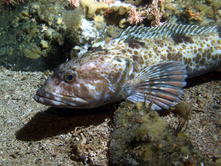 Photo of a Lingcod