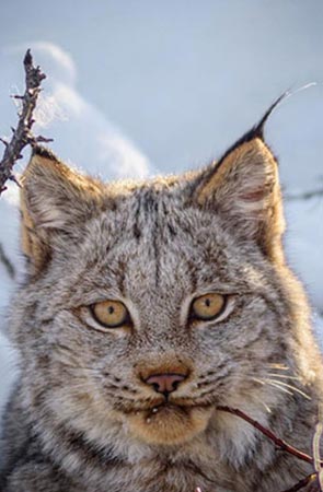 Photo of a Lynx