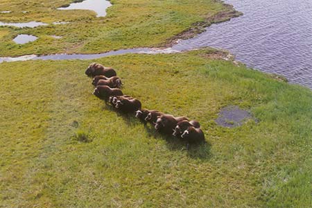 Photo of a Muskox