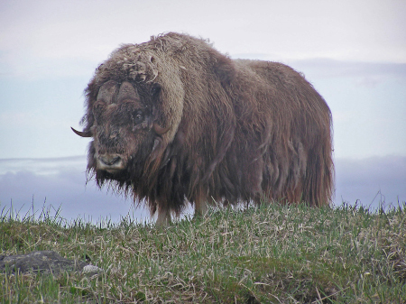 Photo of a Muskox