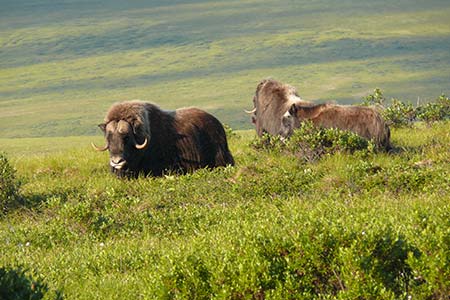 Photo of a Muskox