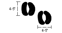 Image of Muskox tracks