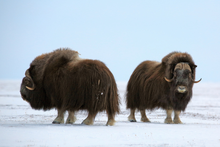 Photo of a Muskox