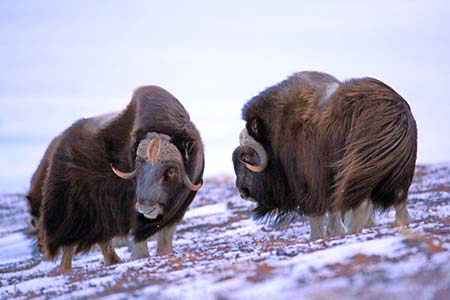 Photo of a Muskox