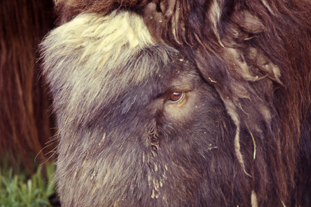 Photo of a Muskox