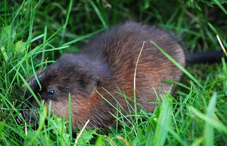 Photo of a Muskrat