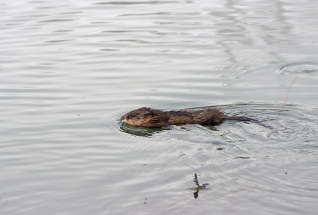 Photo of a Muskrat