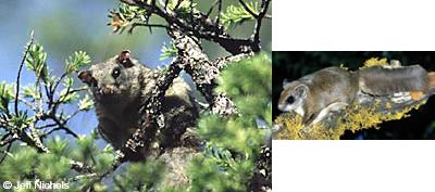 Photo of a Northern Flying Squirrel