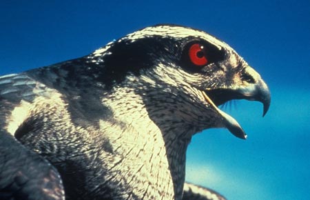 Photo of a Northern Goshawk