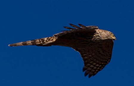 Photo of a Northern Goshawk