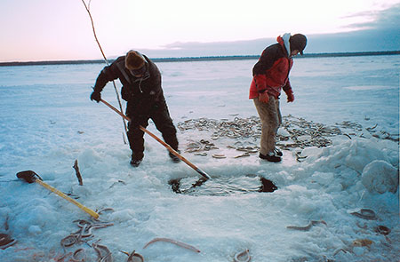 Photo of a Pacific Lamprey