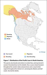 Pacific Loon Species Profile, Alaska Department of Fish and Game