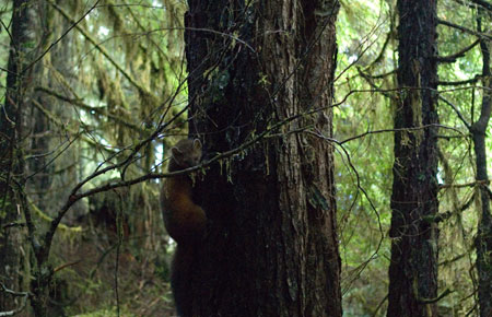 Photo of a Pacific Marten