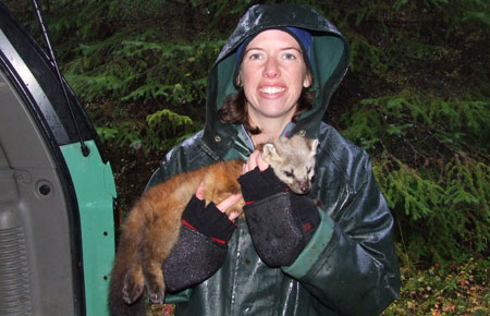 Photo of a Pacific Marten