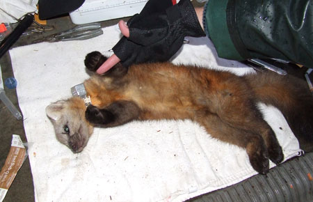 Photo of a Pacific Marten