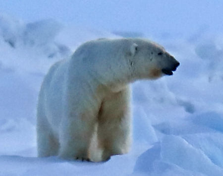 Photo of a Polar Bear