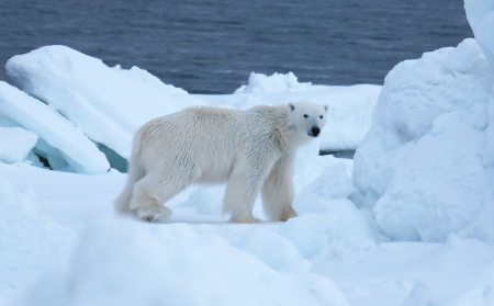 Photo of a Polar Bear