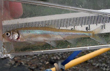 Photo of a Pond Smelt