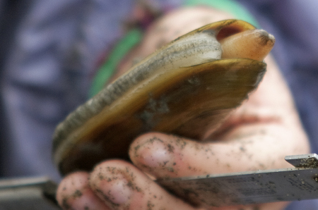 Photo of a Razor Clam