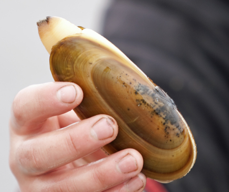 Photo of a Razor Clam