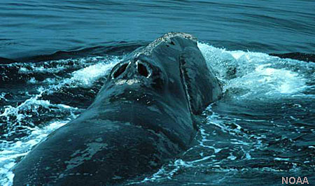 Photo of a North Pacific Right Whale