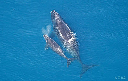 Photo of a North Pacific Right Whale