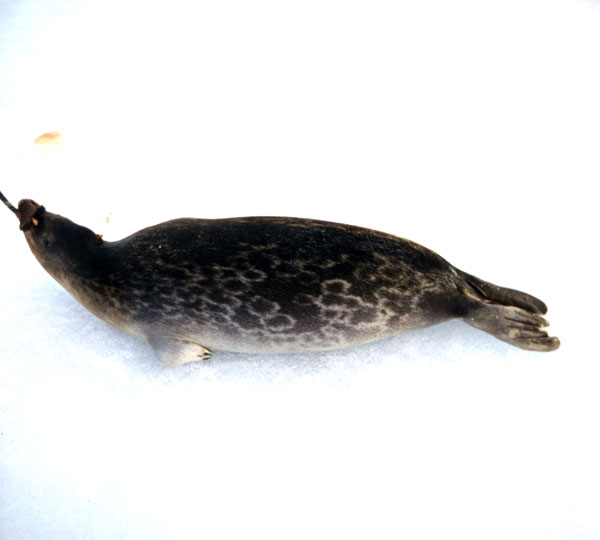 Photo of a Ringed Seal