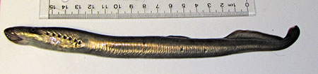 Photo of a River Lamprey