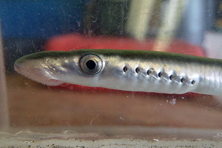 Photo of a River Lamprey