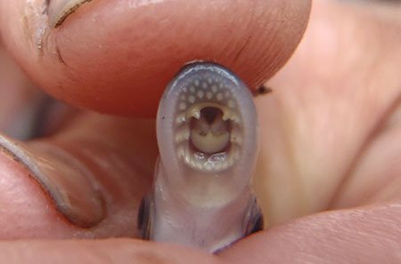 Photo of a River Lamprey