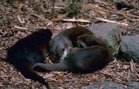 Picture of a river otter