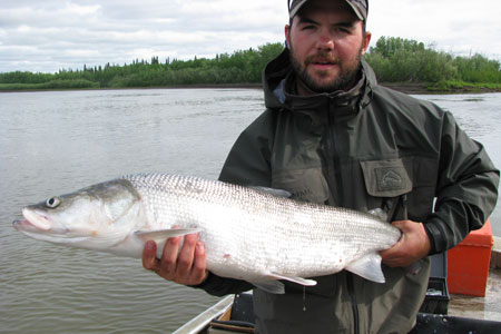 Photo of a Sheefish