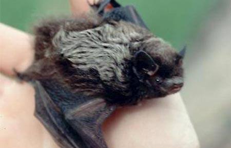 Photo of a Silver-haired bat